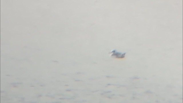 Black-legged Kittiwake - ML645855621