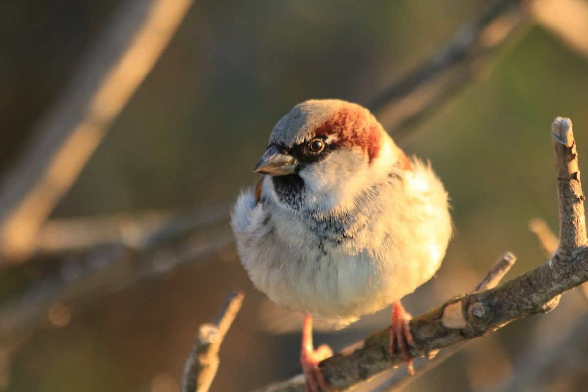 House Sparrow - ML645855623