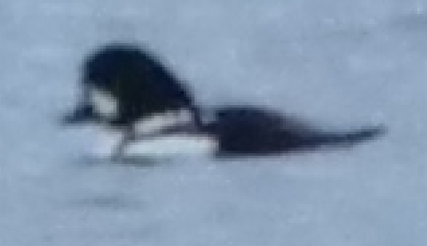 Barrow's Goldeneye - ML645855624