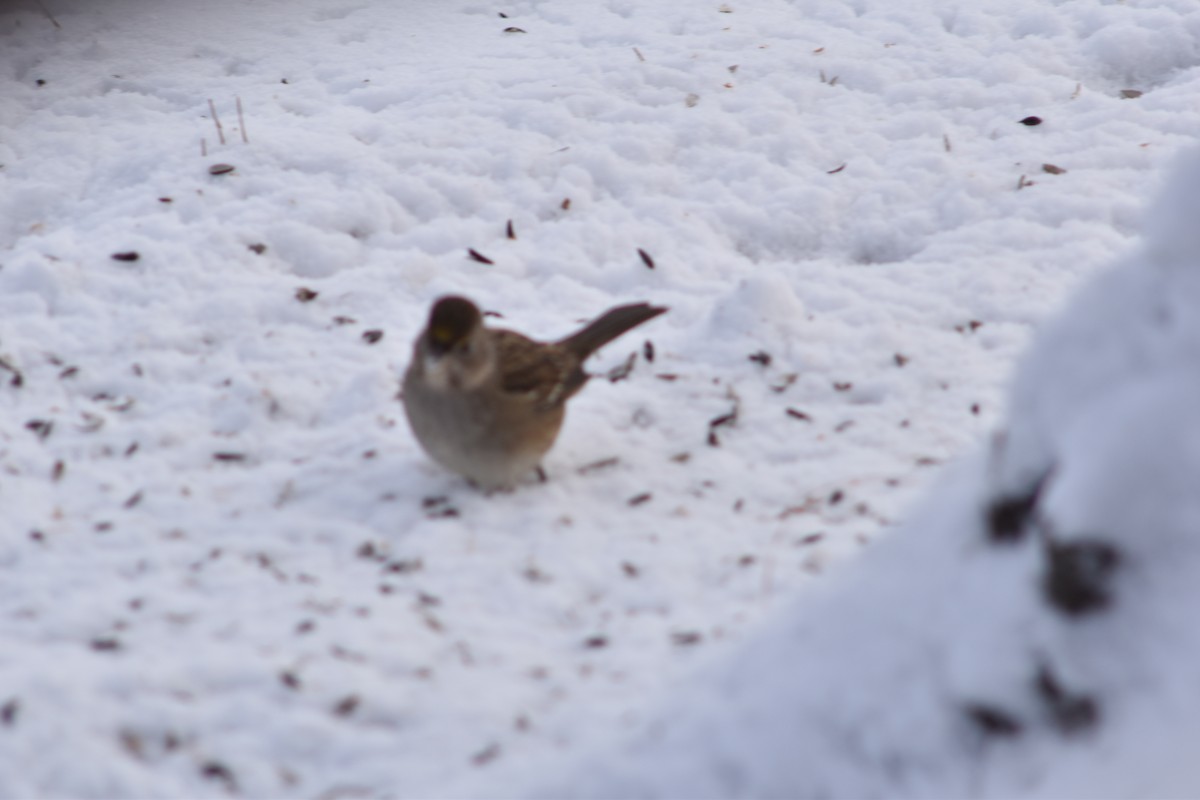 Golden-crowned Sparrow - ML645855629