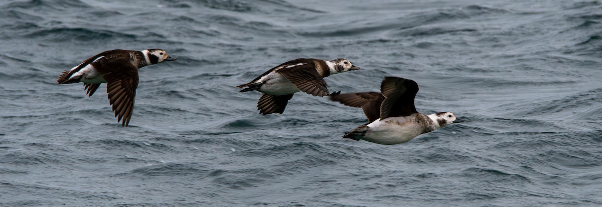 Long-tailed Duck - ML645855632
