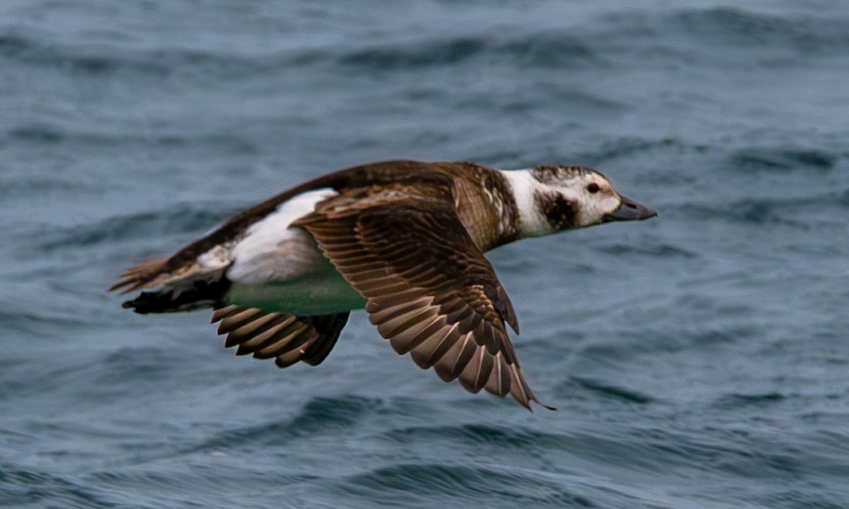 Long-tailed Duck - ML645855633