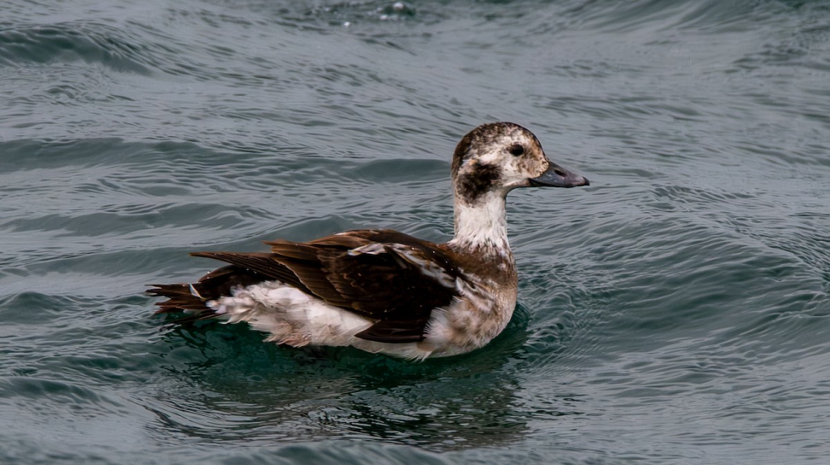Long-tailed Duck - ML645855634