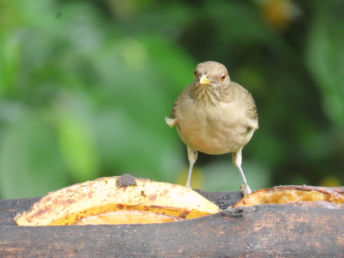 Clay-colored Thrush - ML645855636