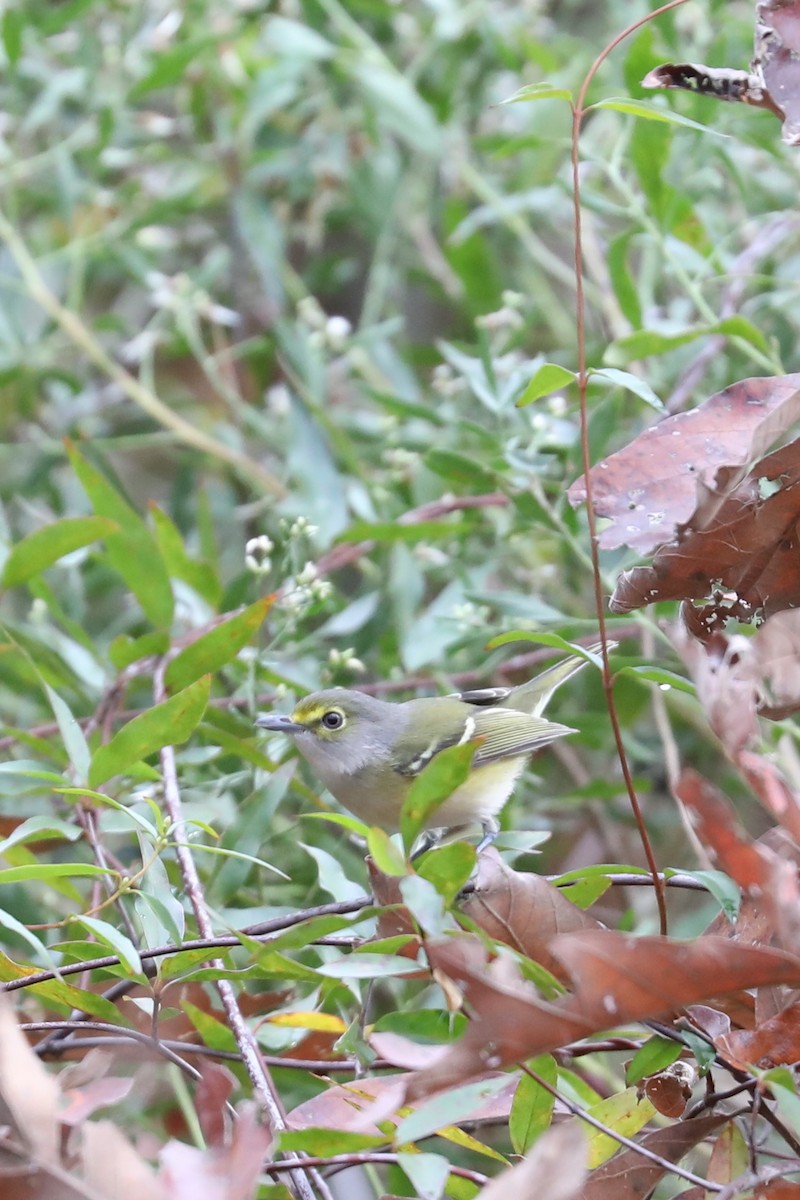 White-eyed Vireo - ML645855640