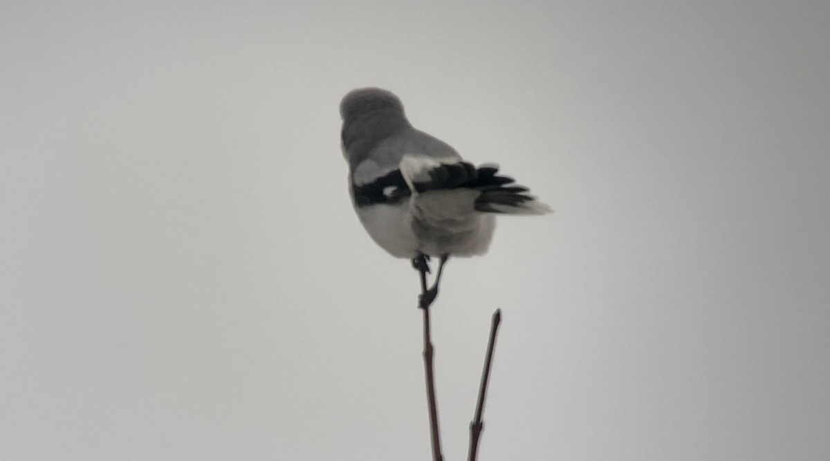 Antzandobi boreala - ML645855641