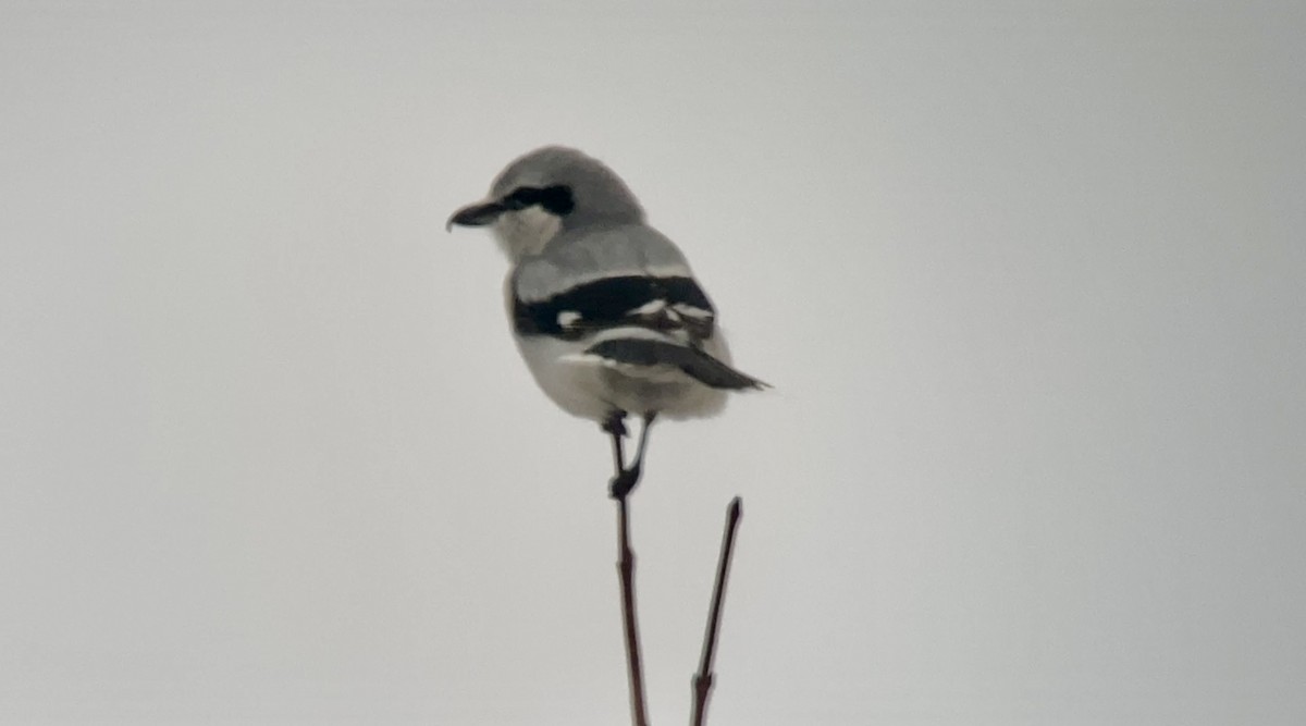 Antzandobi boreala - ML645855642