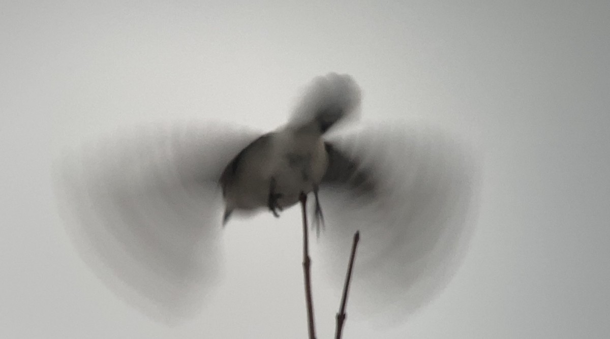 Antzandobi boreala - ML645855643