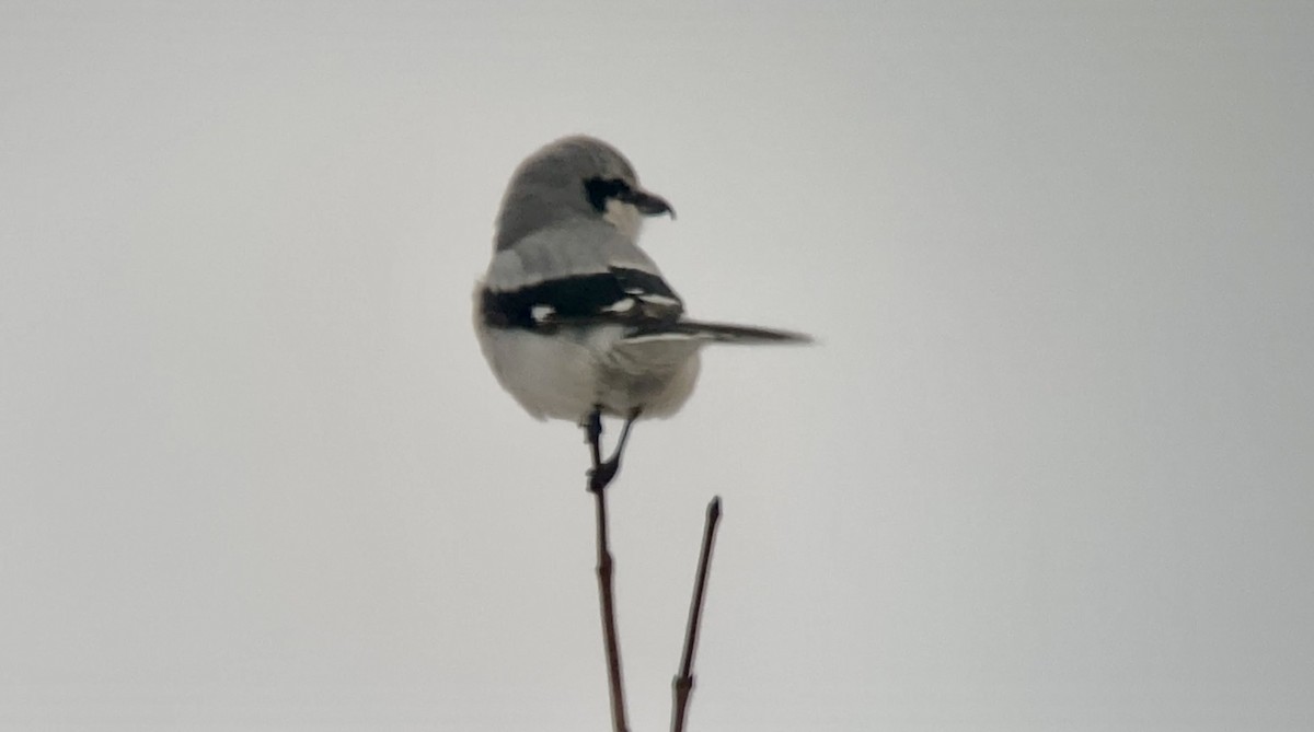 Antzandobi boreala - ML645855644