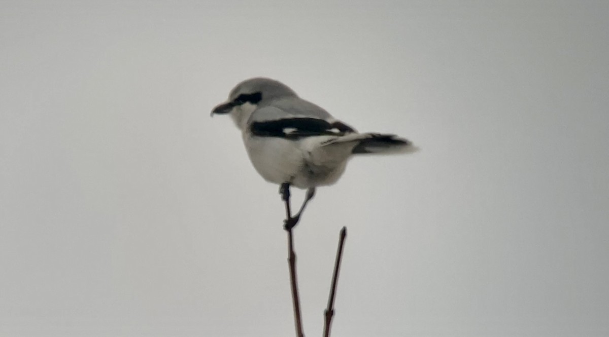 Antzandobi boreala - ML645855645