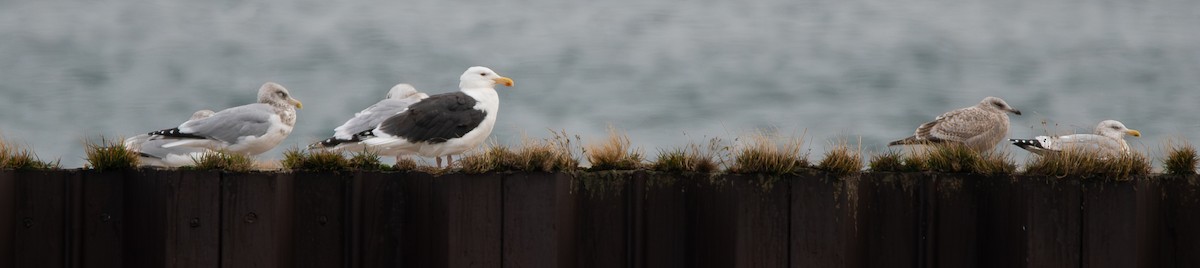 Great Black-backed Gull - ML645855648