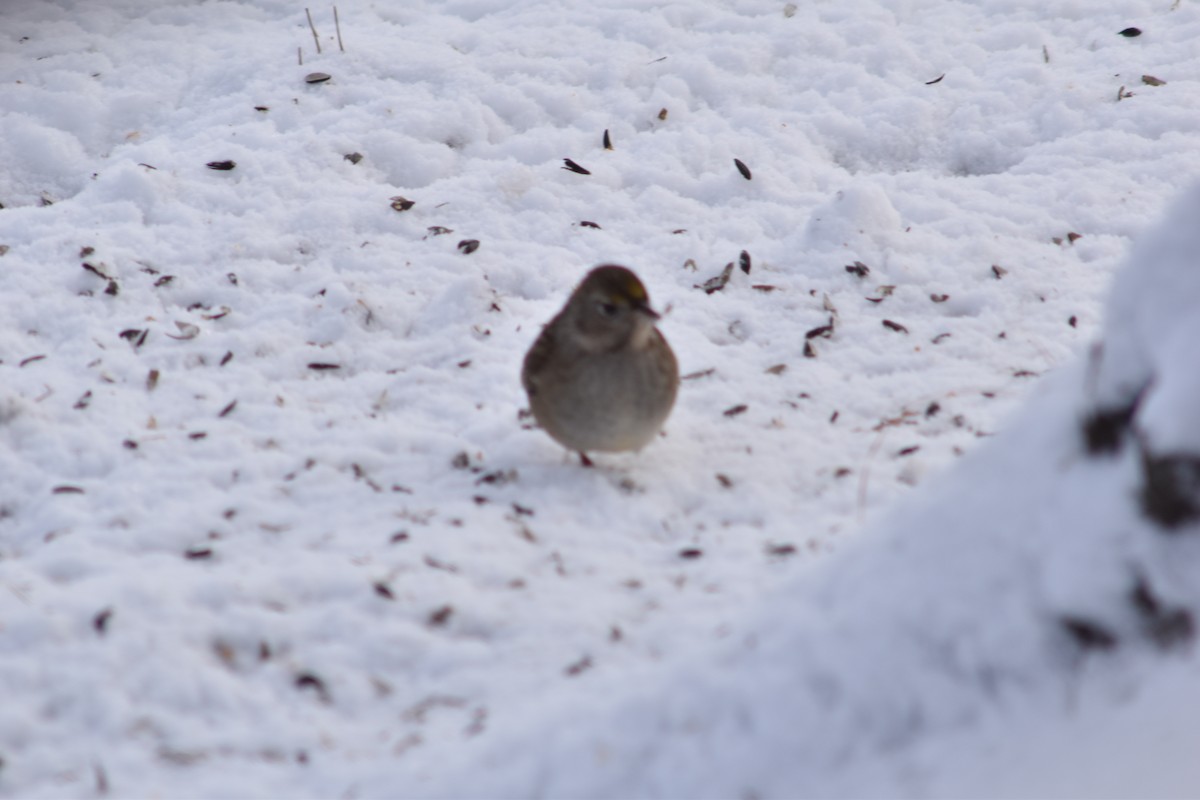 Golden-crowned Sparrow - ML645855657