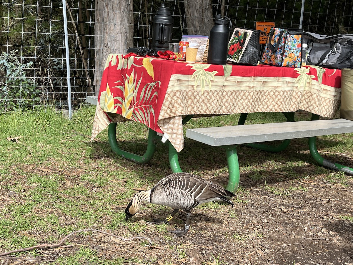 Hawaiian Goose - ML645855658