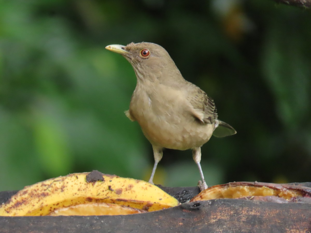 Clay-colored Thrush - ML645855660