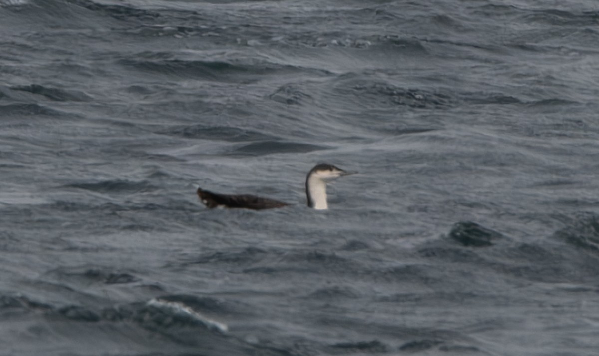 Red-throated Loon - ML645855661