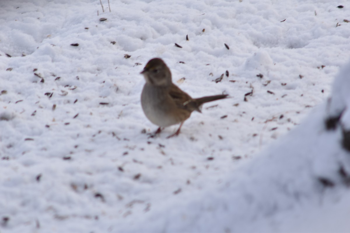 Golden-crowned Sparrow - ML645855663