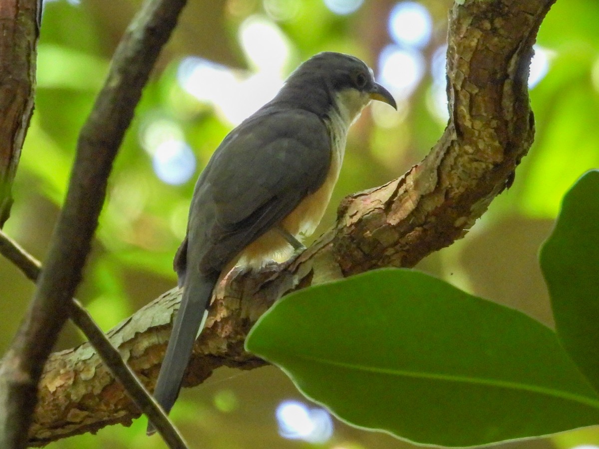 Mangrove Cuckoo - ML645855672