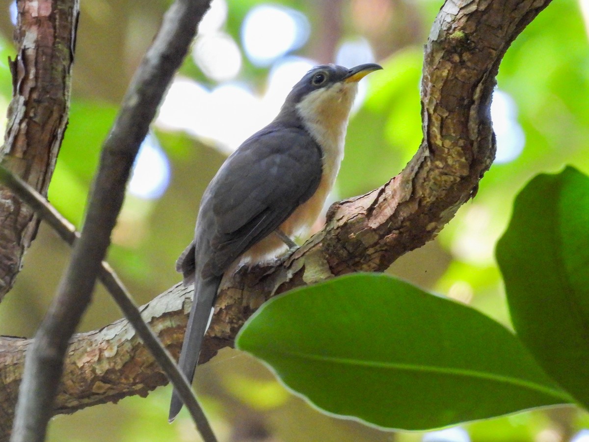 Mangrove Cuckoo - ML645855673