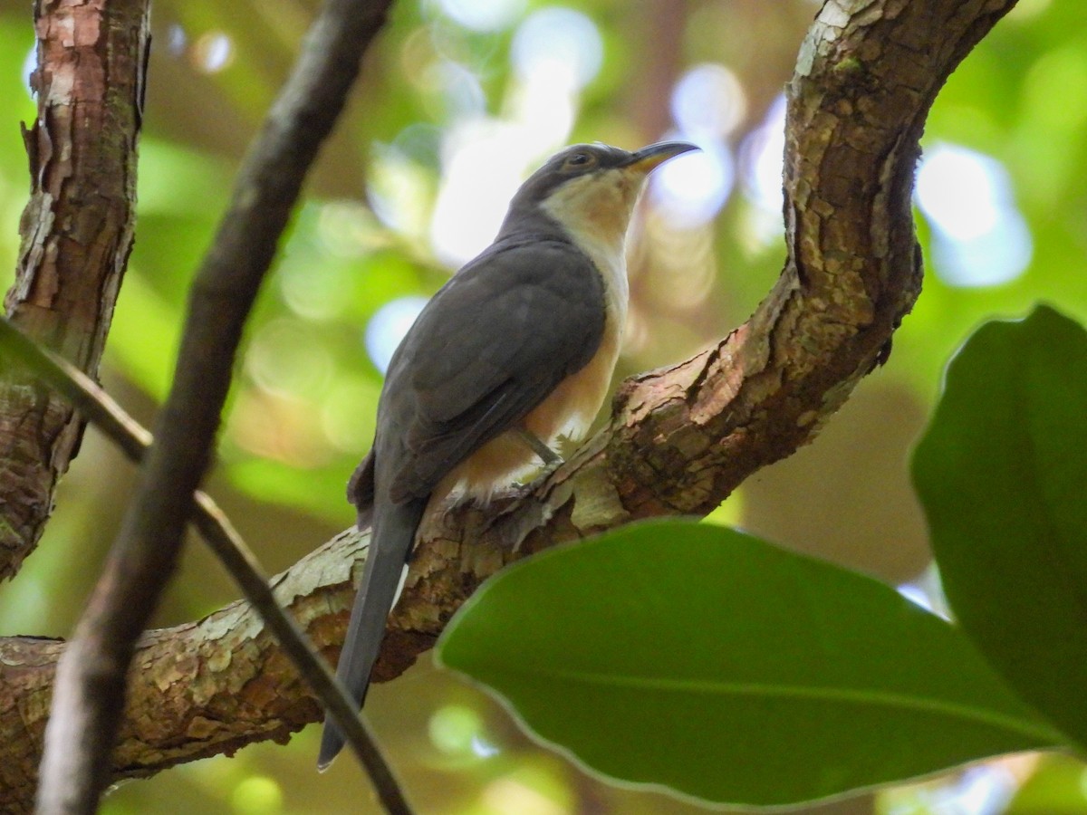 Mangrove Cuckoo - ML645855674