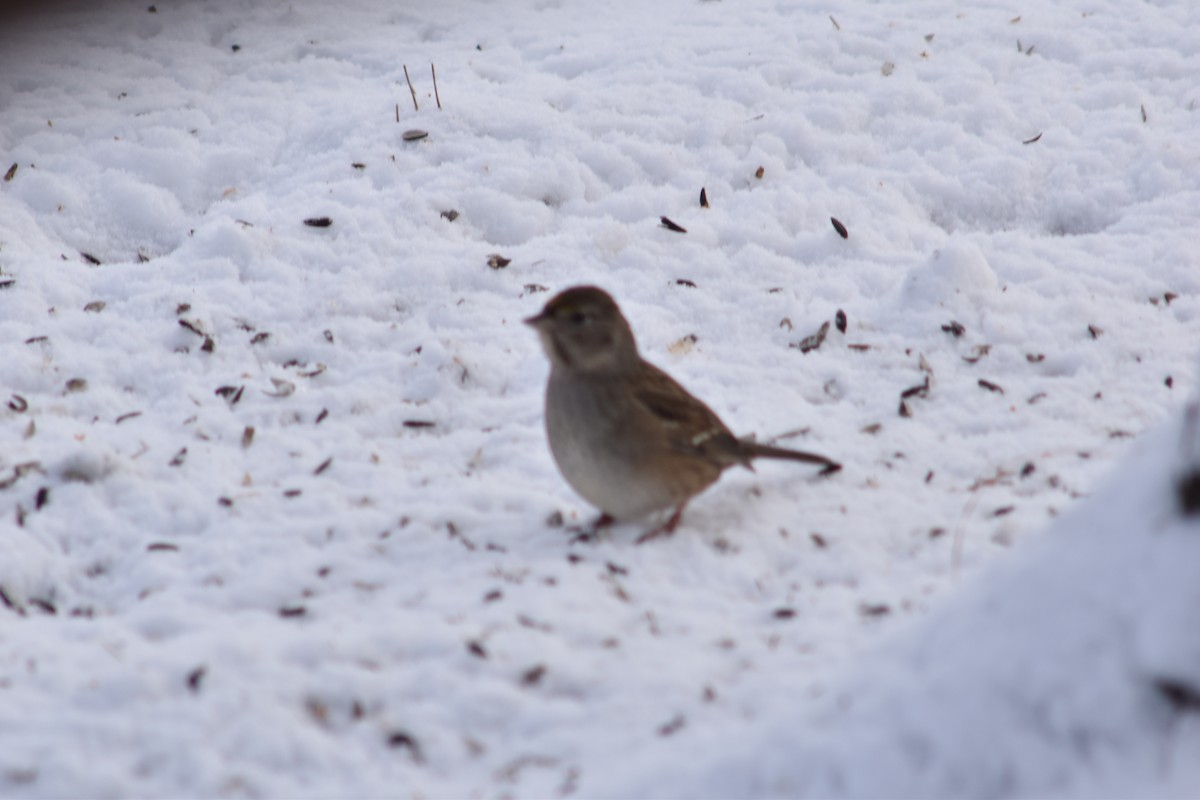 Golden-crowned Sparrow - ML645855680