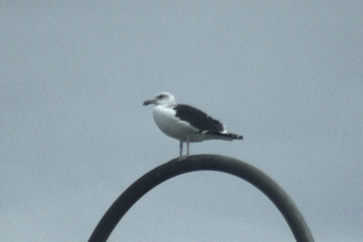 Great Black-backed Gull - ML645855684