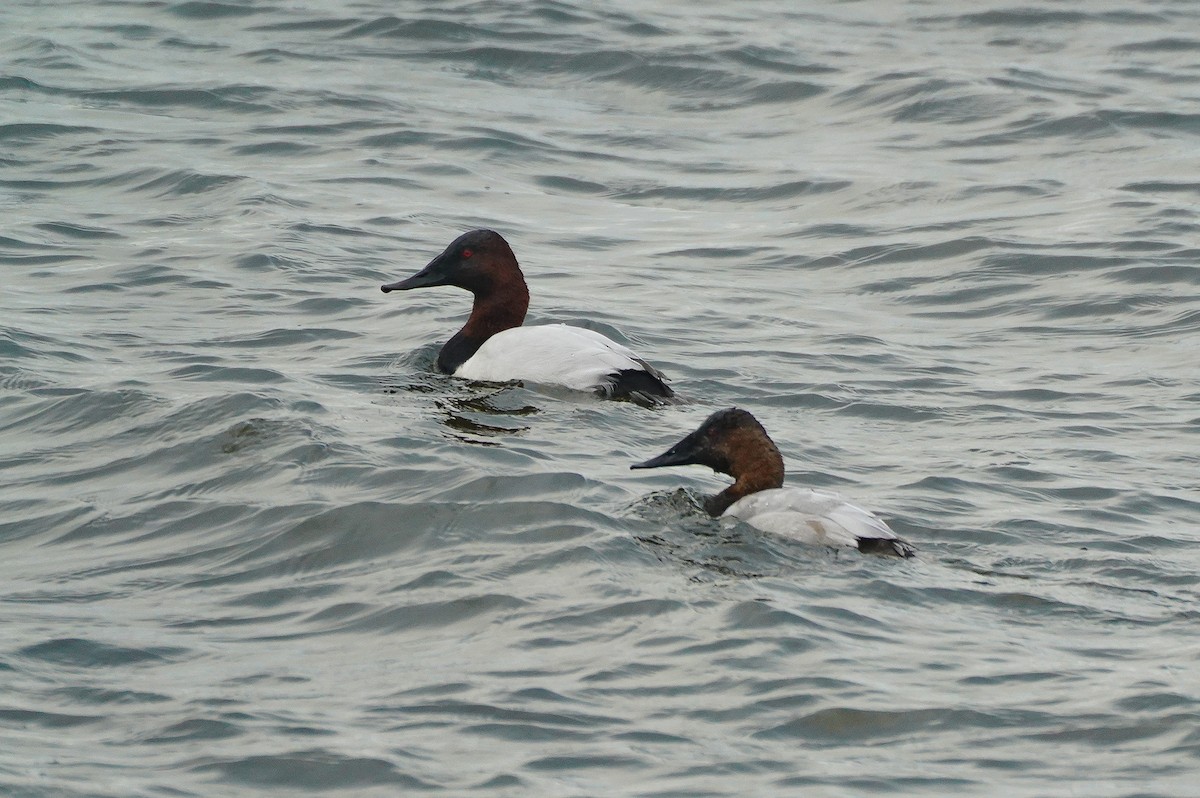 Canvasback - ML645855685