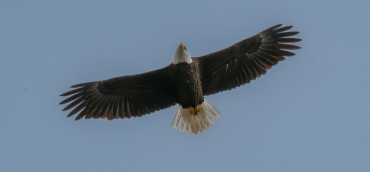 Bald Eagle - ML645855689