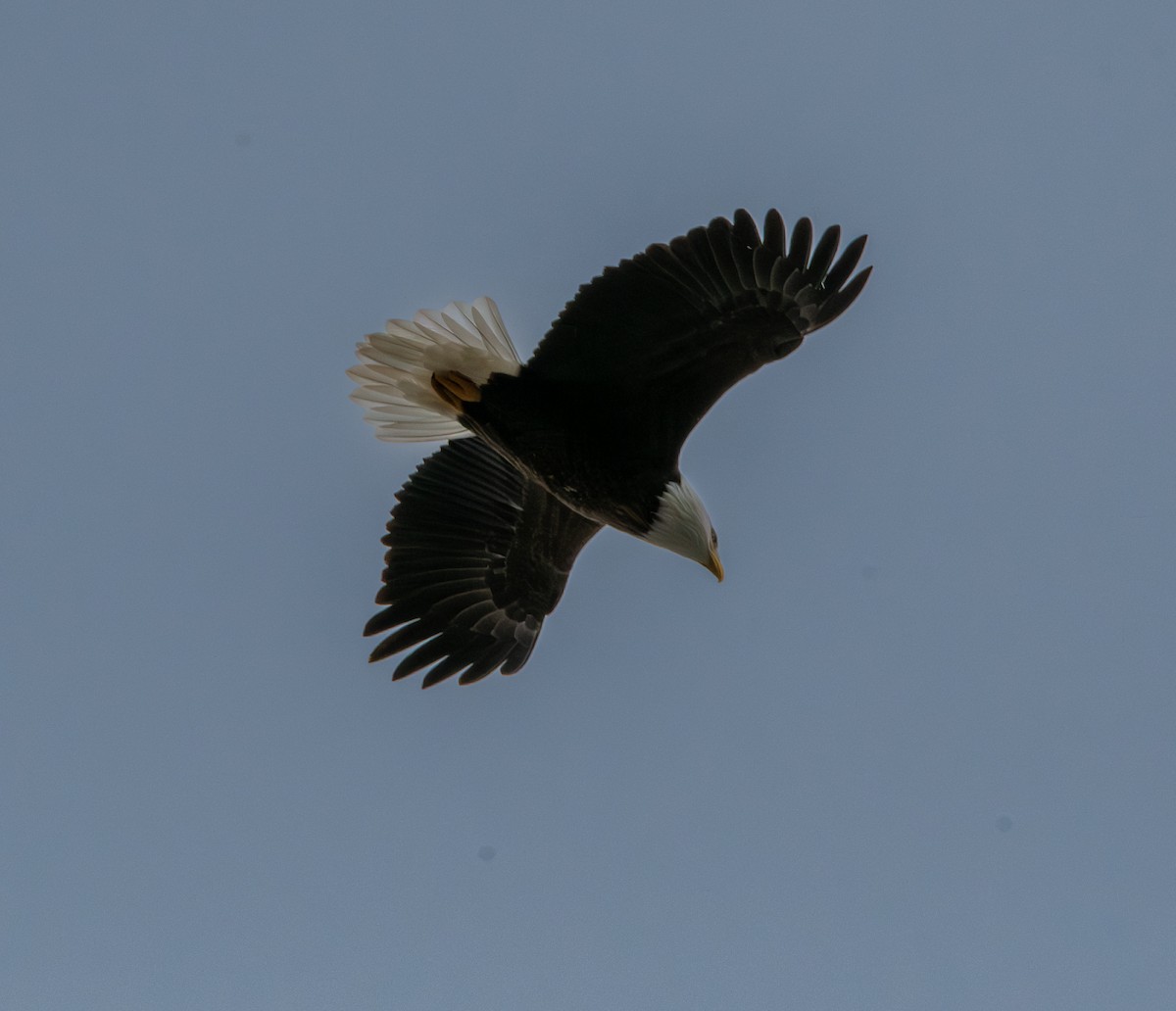 Bald Eagle - ML645855690
