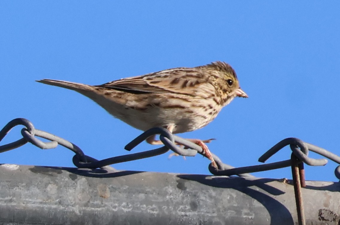 Savannah Sparrow - ML645855691