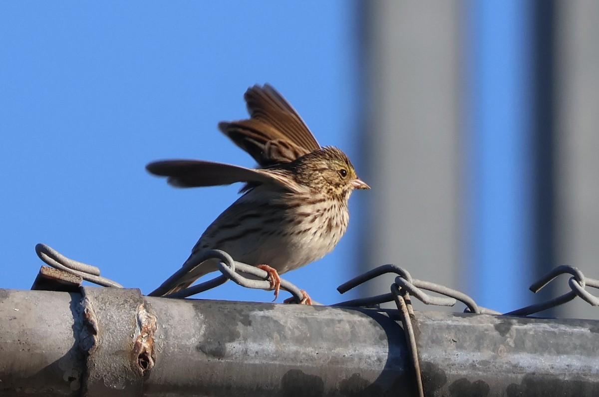 Savannah Sparrow - ML645855692
