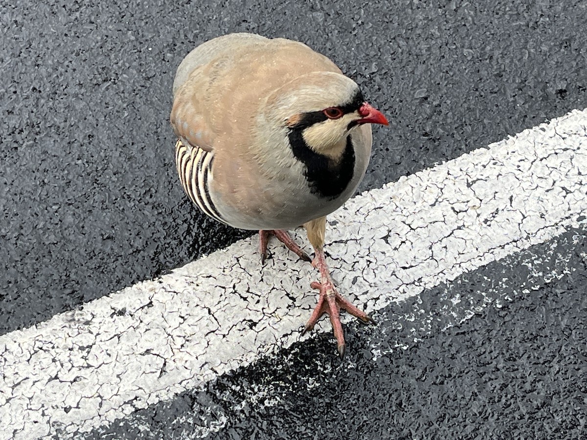 Chukar - ML645855696