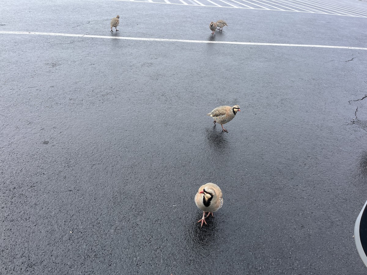 Chukar - ML645855698