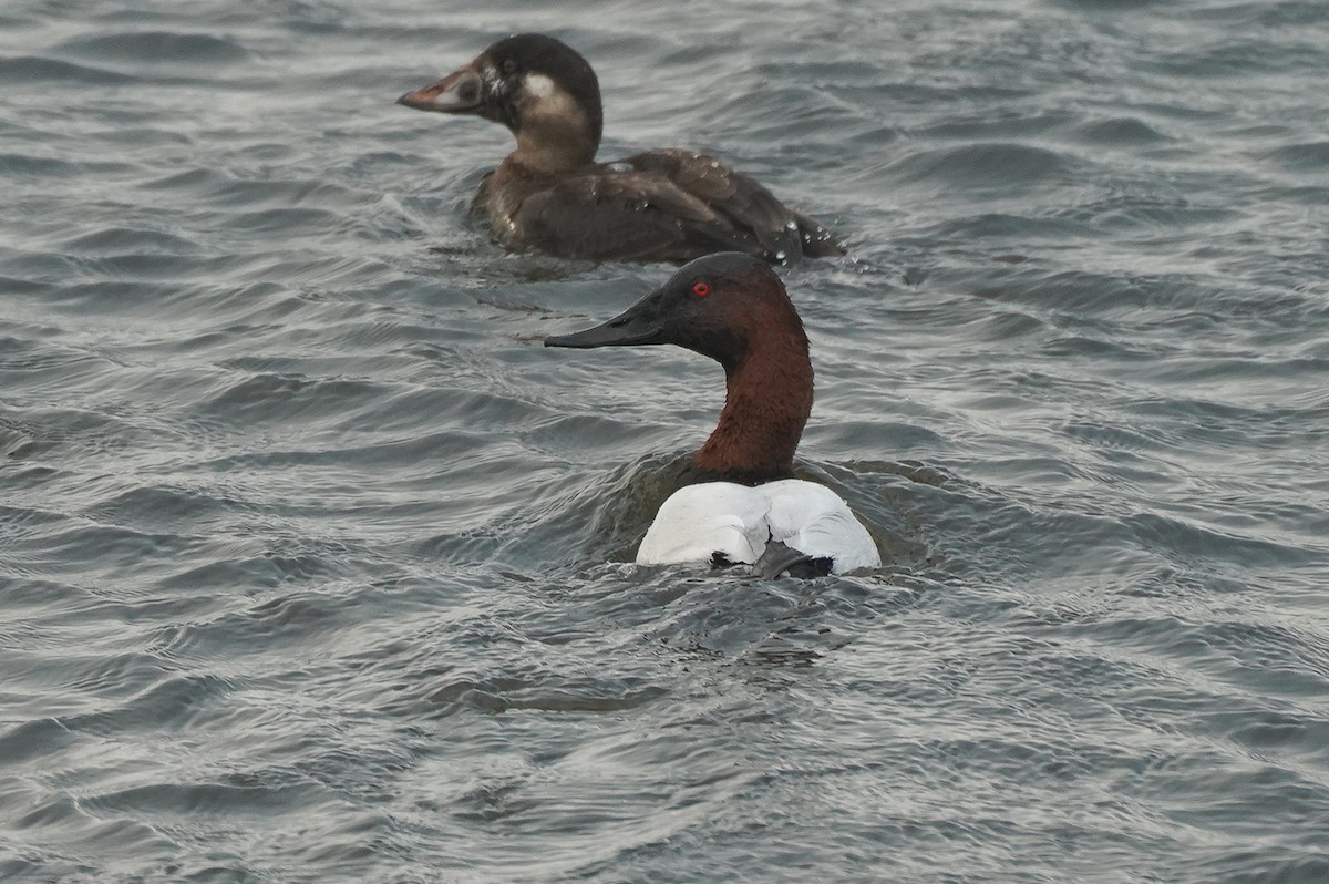 Canvasback - ML645855704