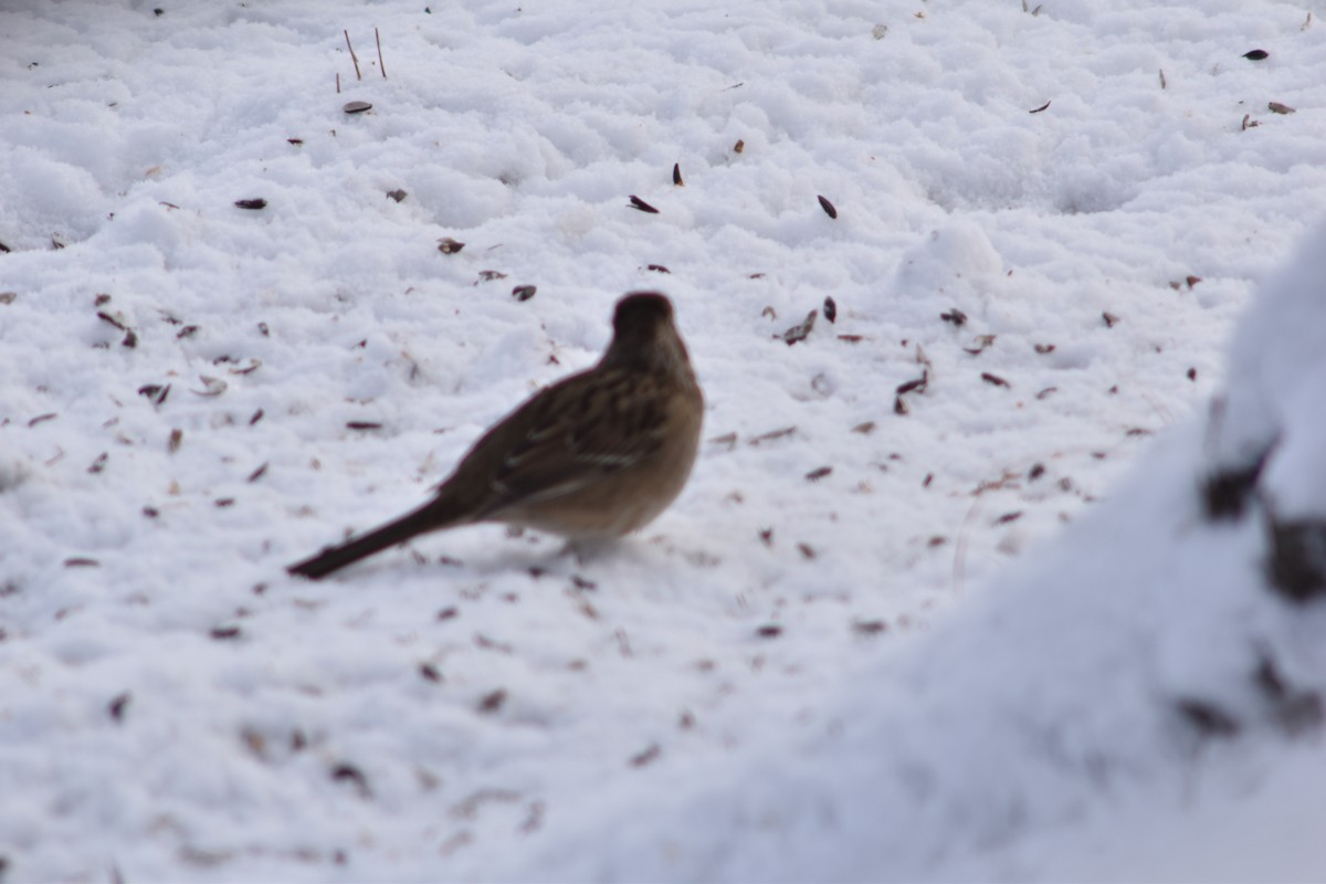 Golden-crowned Sparrow - ML645855707
