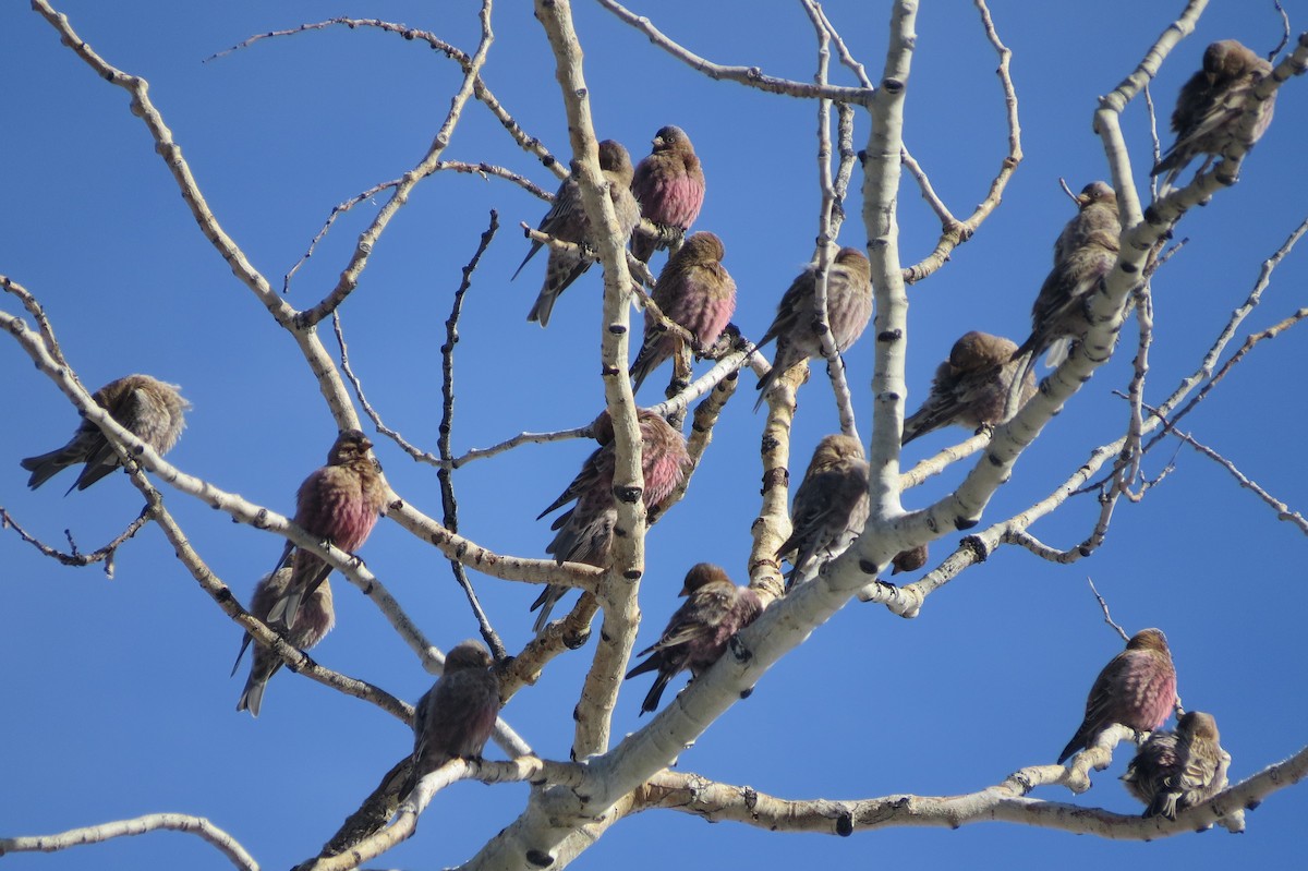 Brown-capped Rosy-Finch - ML645855715
