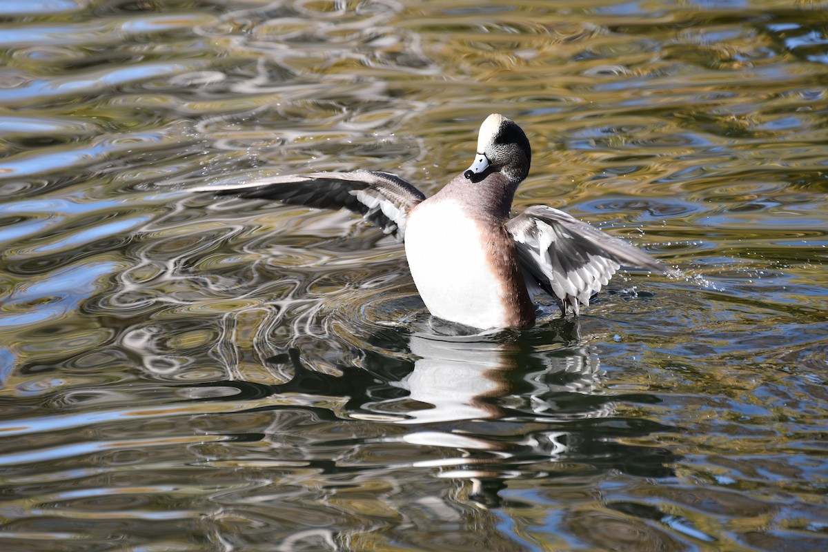 American Wigeon - ML645855723