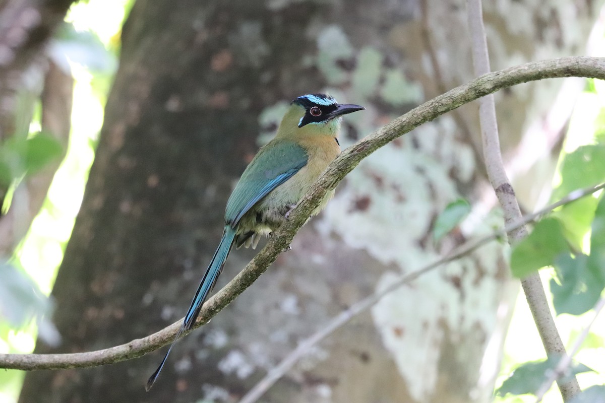 Момот садовий - ML645855725