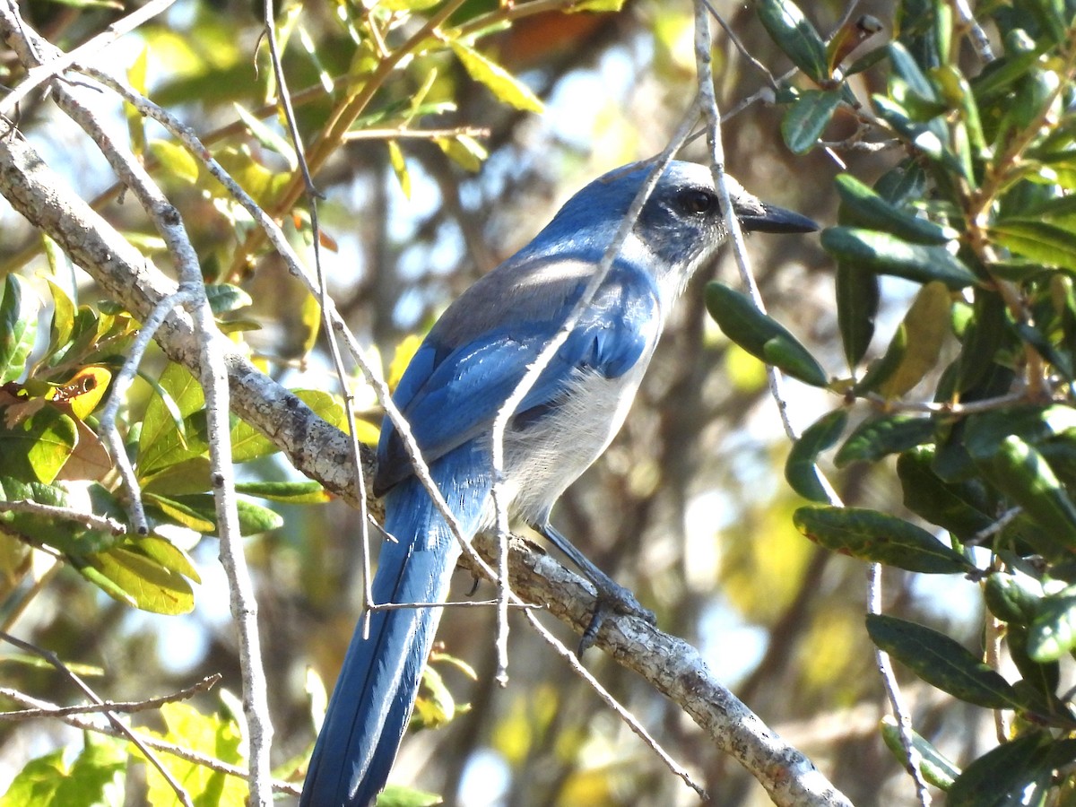 Florida Scrub-Jay - ML645855728