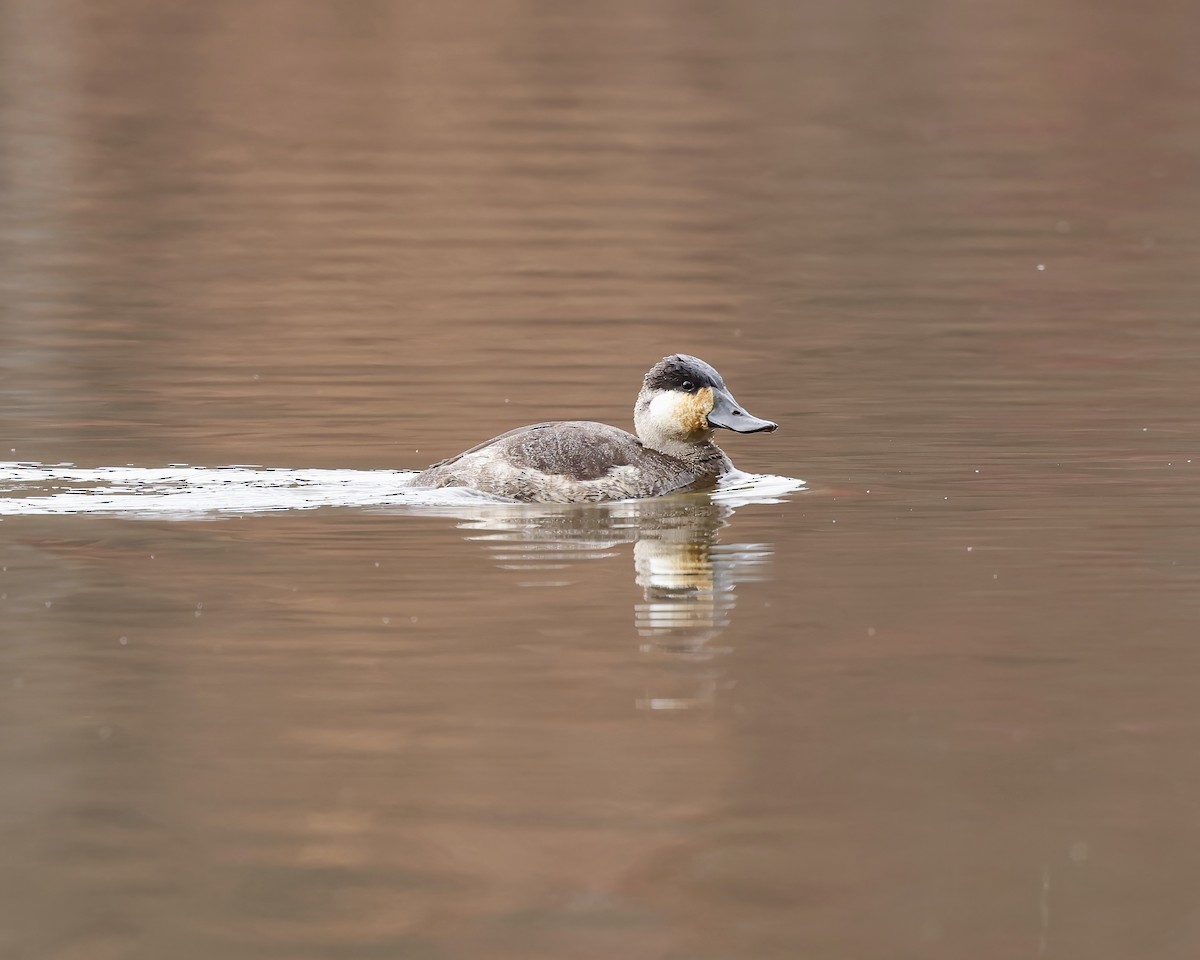 Ruddy Duck - ML645855730