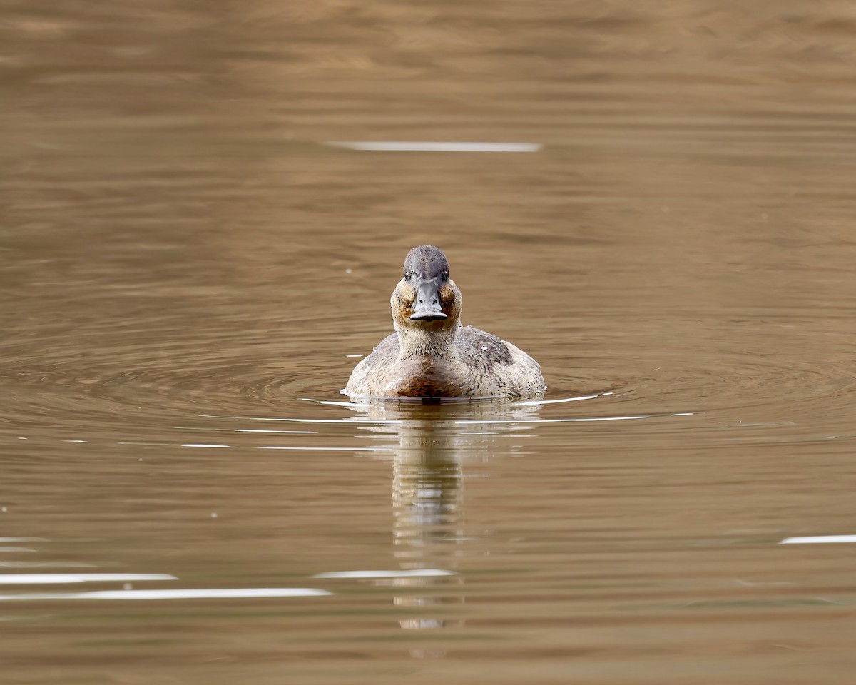 Ruddy Duck - ML645855731