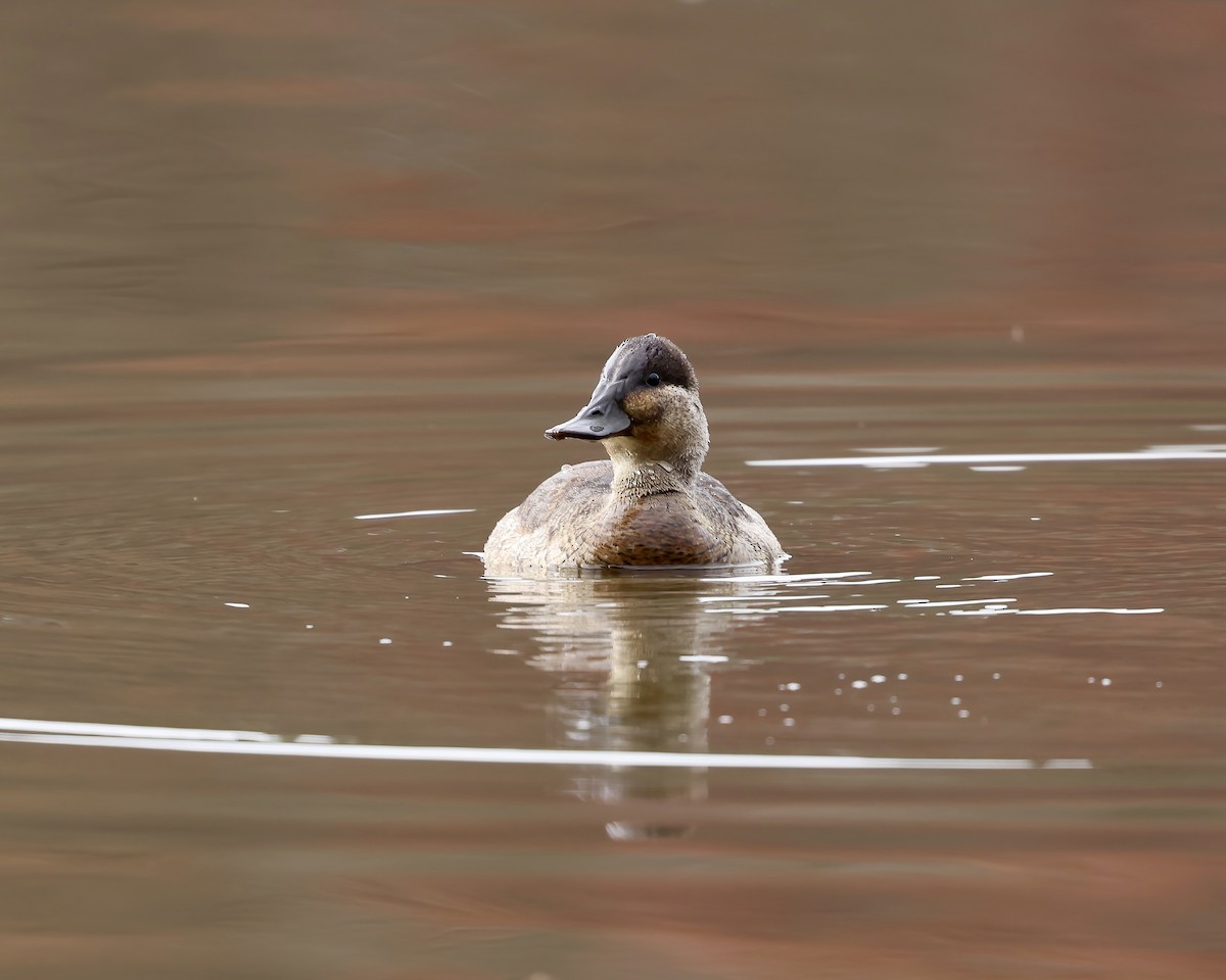 Ruddy Duck - ML645855732