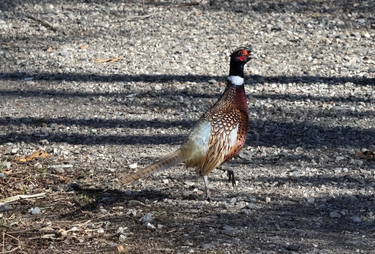 Ring-necked Pheasant - ML645855733