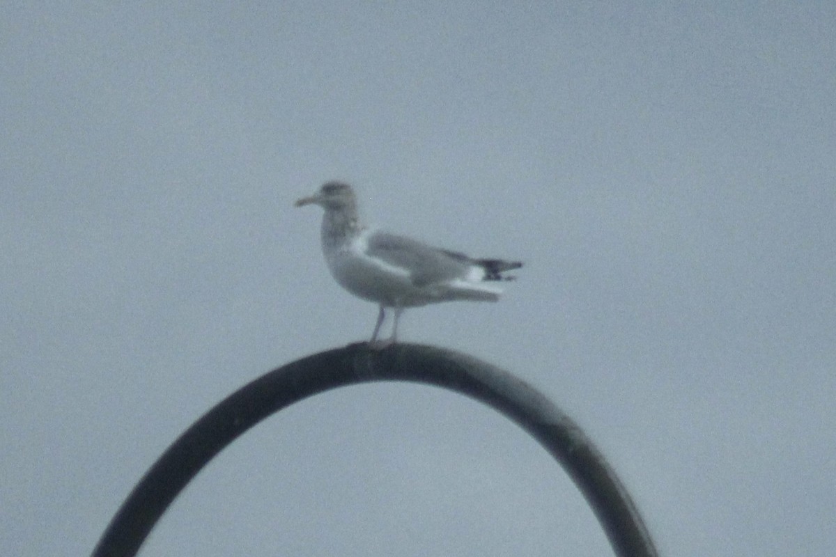 American Herring Gull - ML645855736