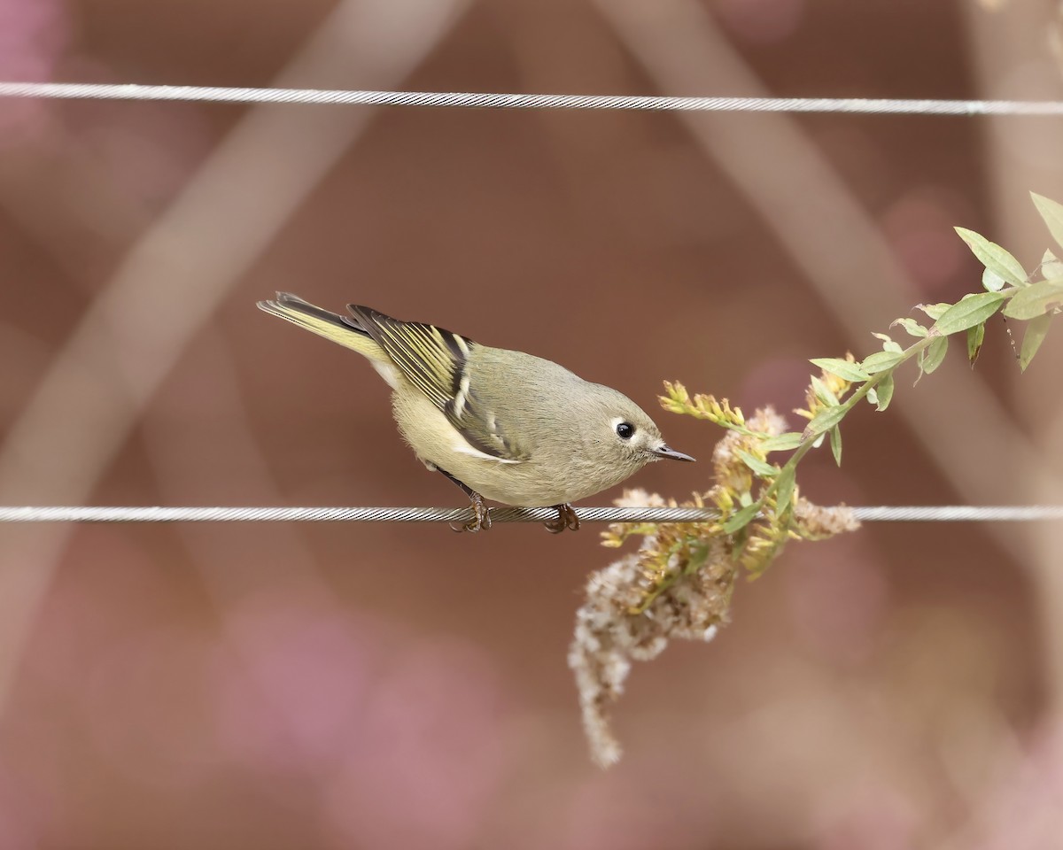Золотомушка рубіновочуба - ML645855737