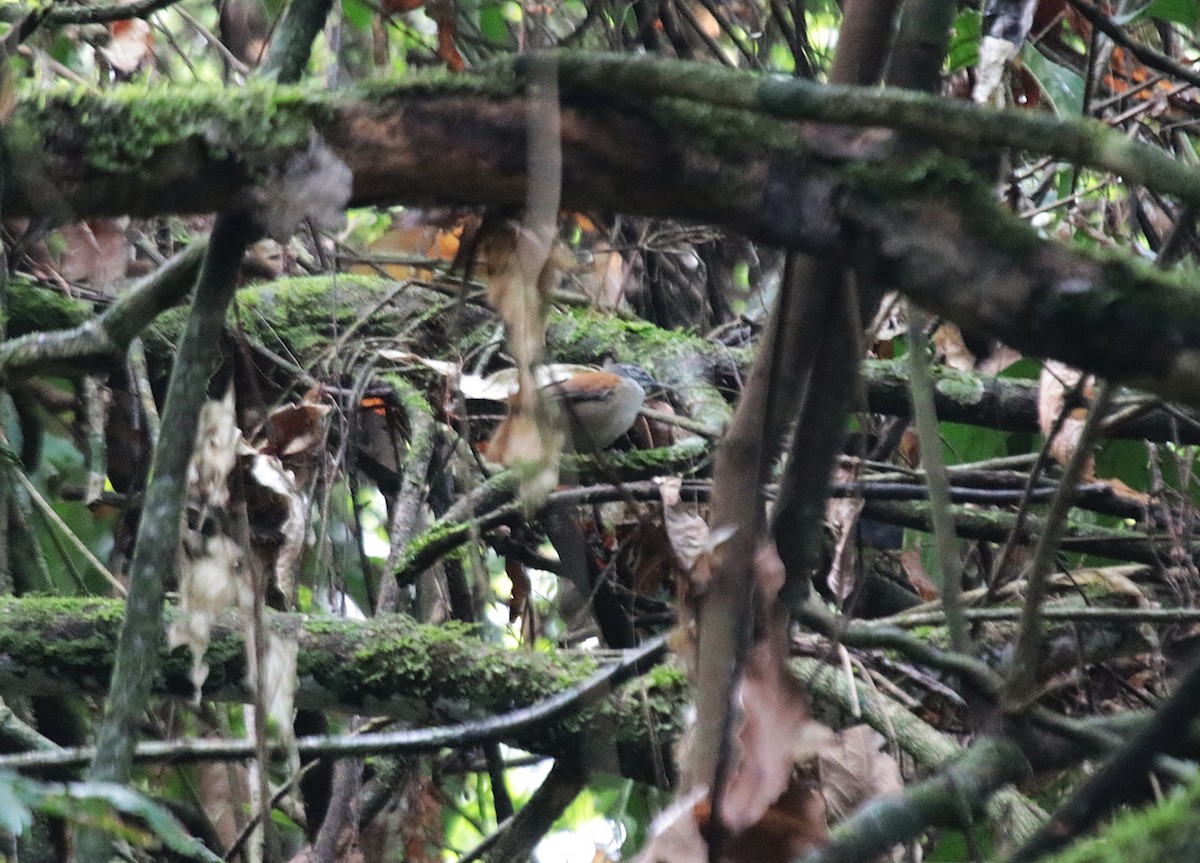 Поплітник вусатий - ML645855738