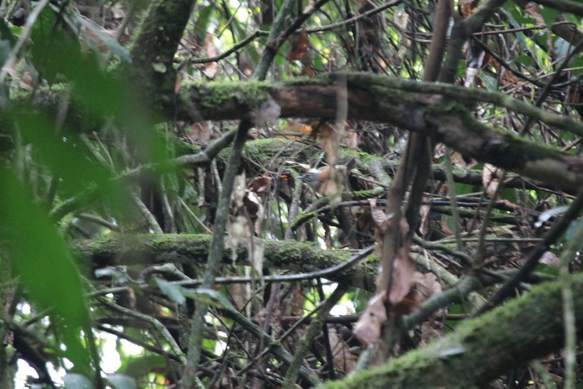 Поплітник вусатий - ML645855739