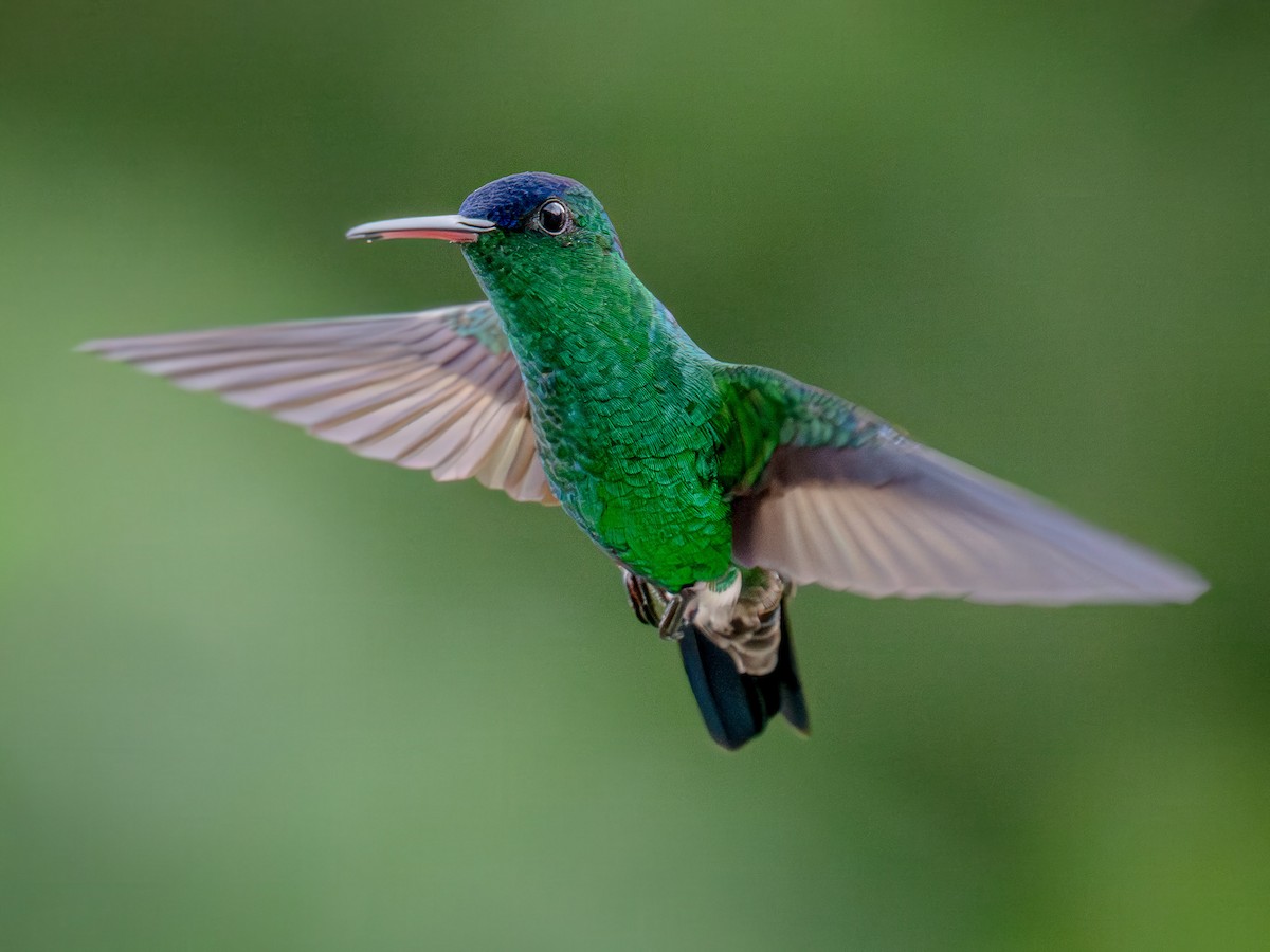 Амазилія-берил сапфіроволоба - ML645855741