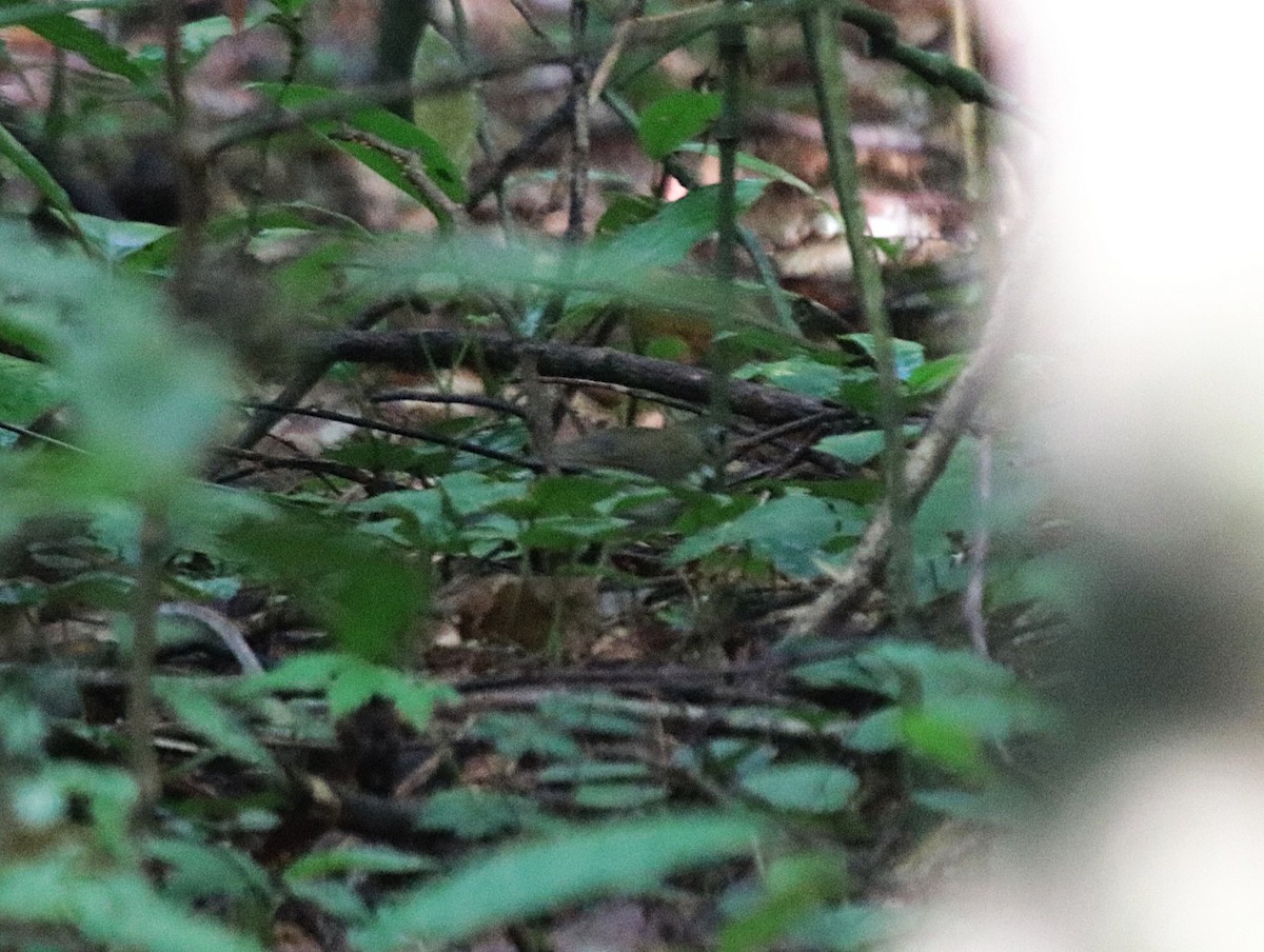 Тиран-щебетун південний - ML645855742