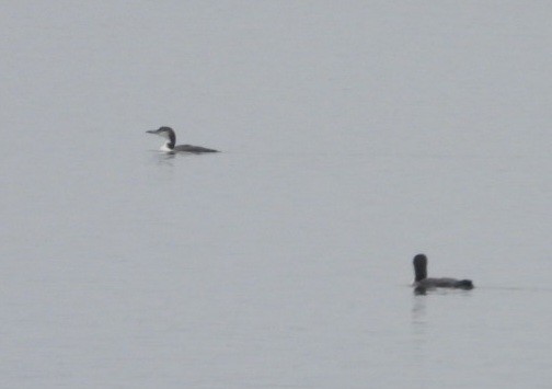 Гагара полярна - ML645855743