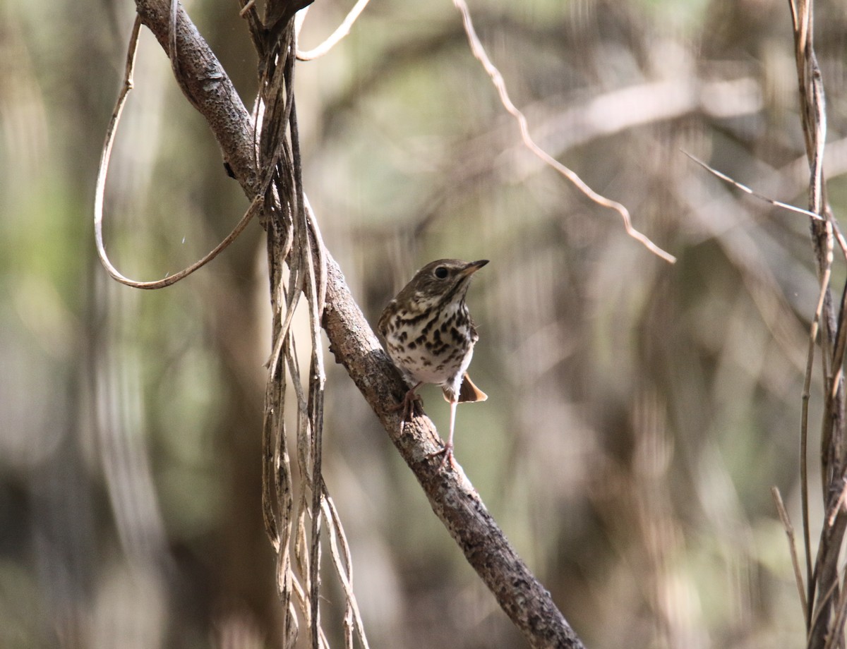 Дрізд-короткодзьоб плямистоволий - ML645855744